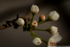 Spring Flowers Pittsburgh 6