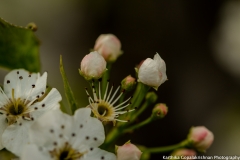 Spring Flowers Pittsburgh 9