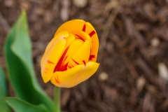 Tulip 2