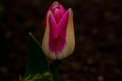 Tulip 5