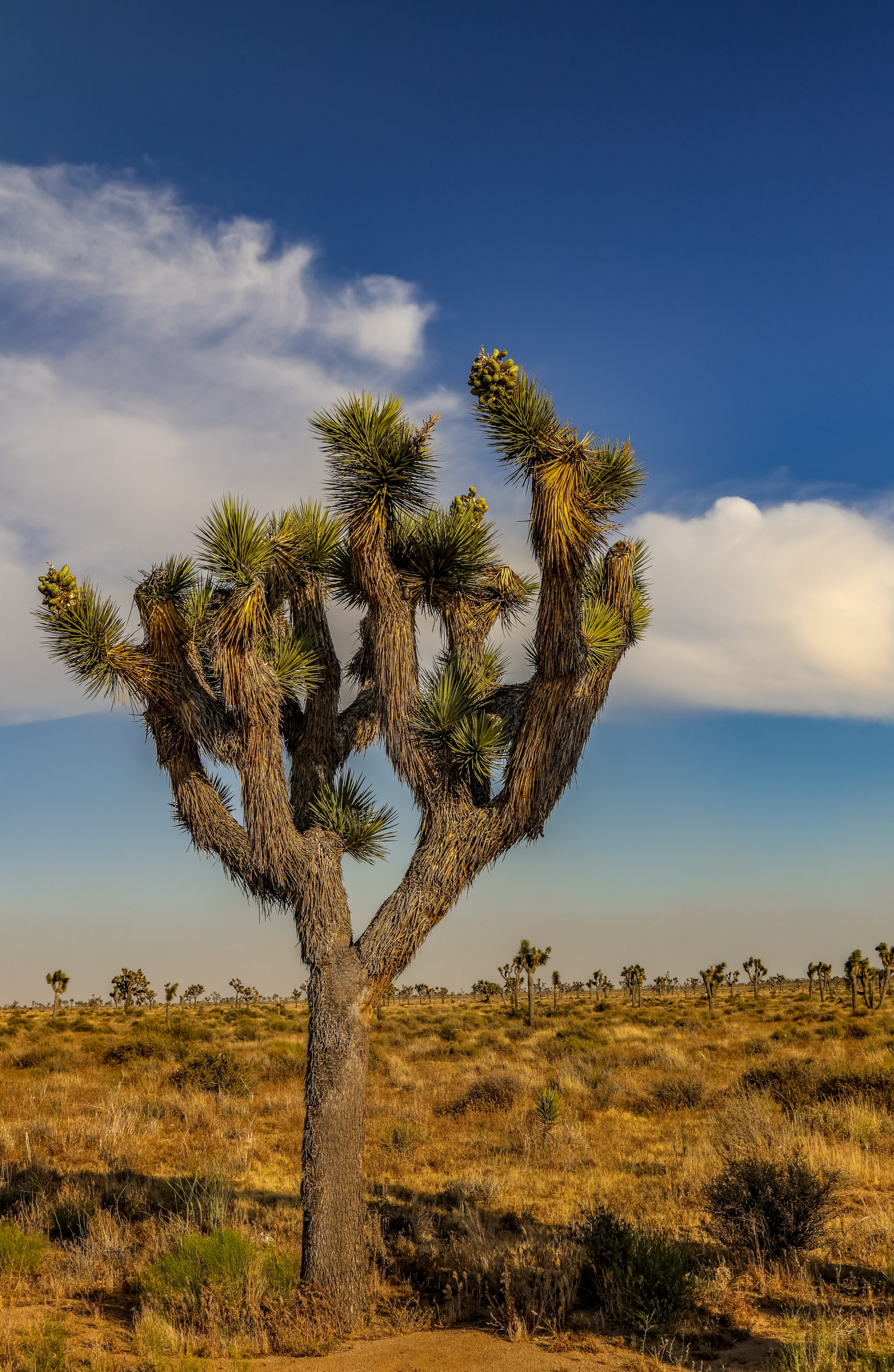 joshua-tree-national-park-ultimate-travel-guide-to-the-park